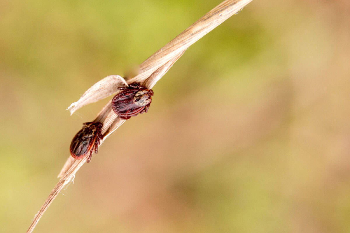 Predatory Mites