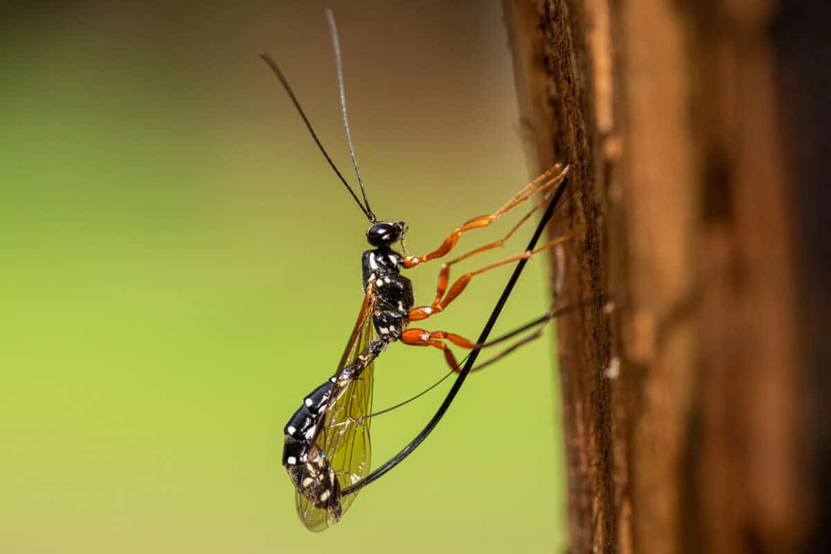 Parasitic Wasps