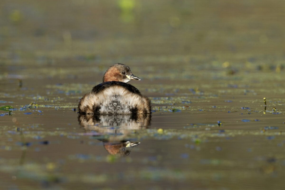 Little grebe, Tachybaptus ruficollis —