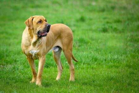 Why Some Dog Breeds Are Banned Around the World