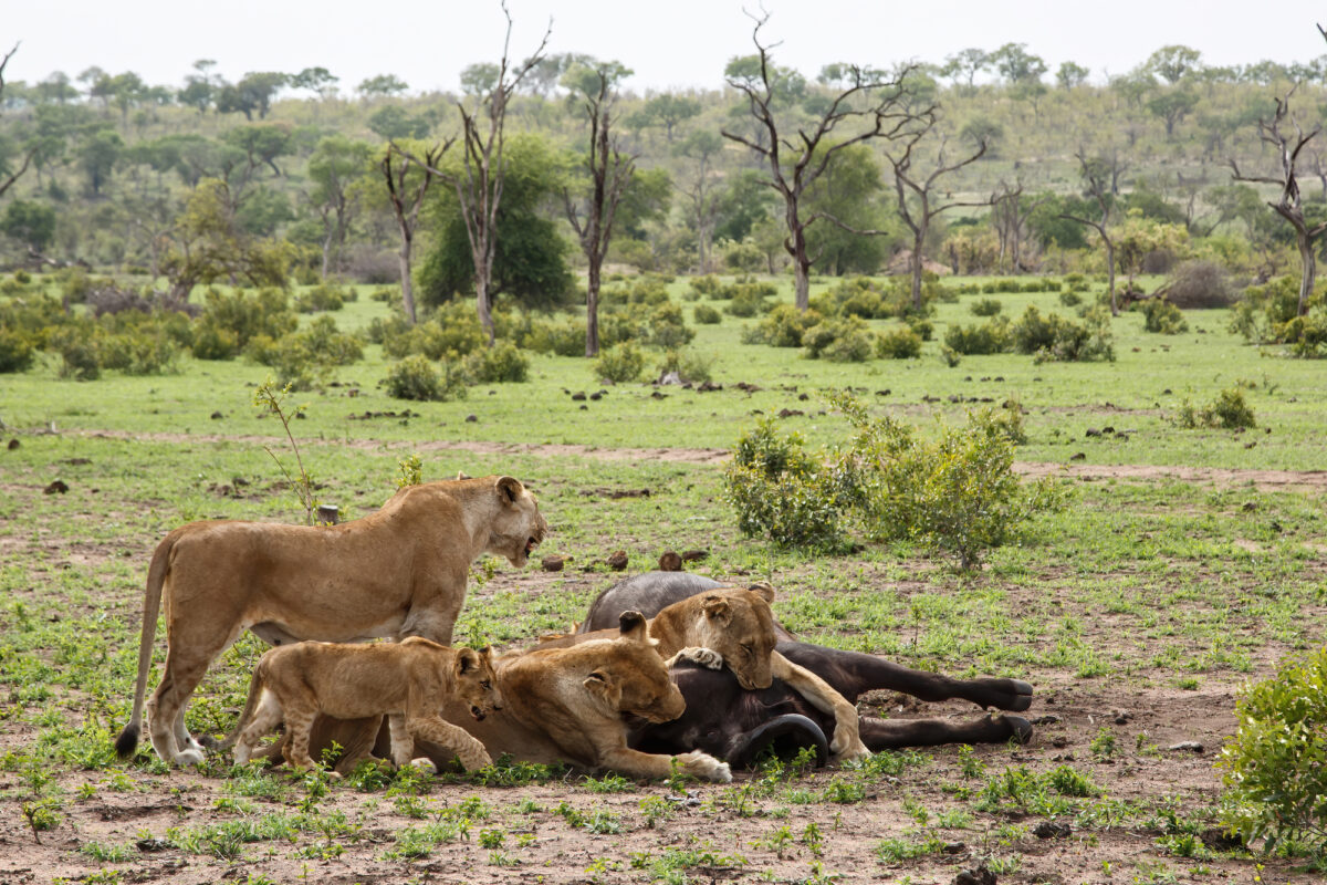 Lions killing a female Buffalo in Sabi Sands Game Reserve in the Greater Kruger Region in South Africa.