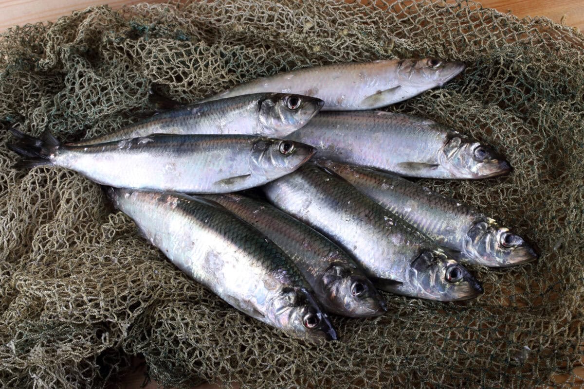 Herring on net. Catch