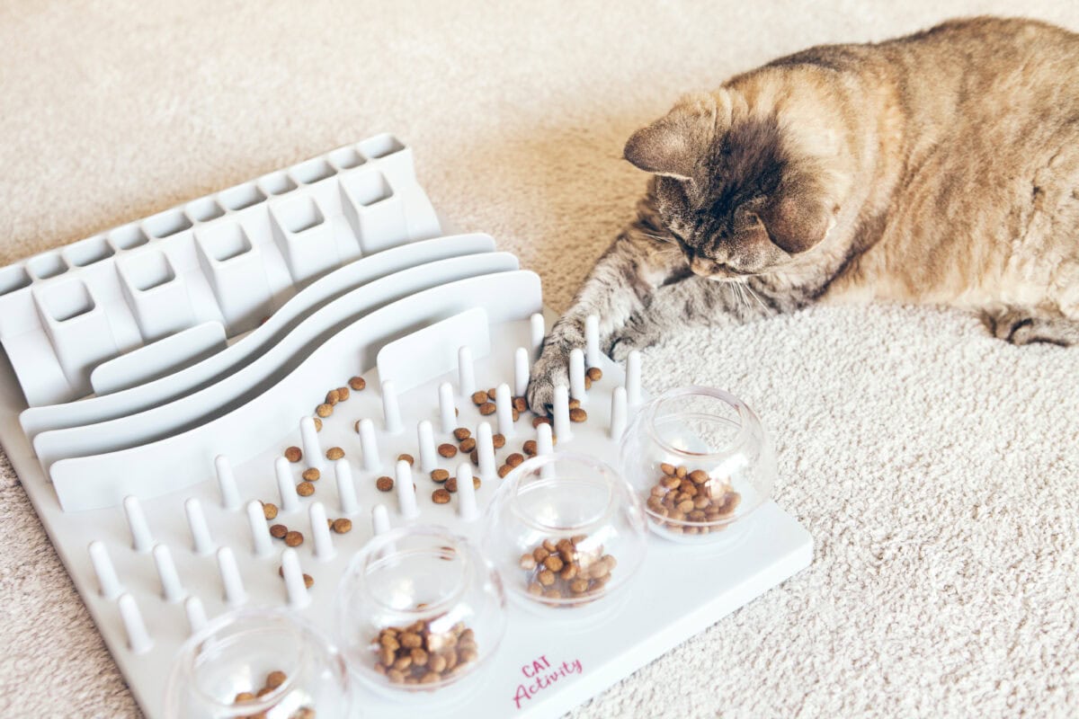 Interactive puzzle for cats