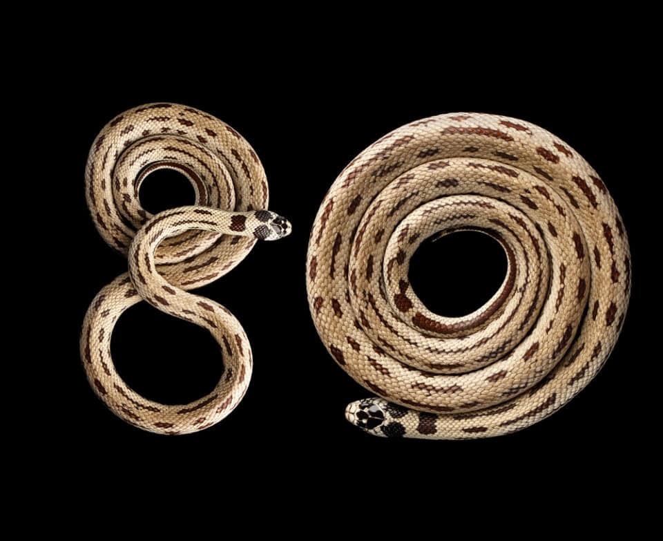 Fresh Look at Are King Snakes Really Immune To Venom