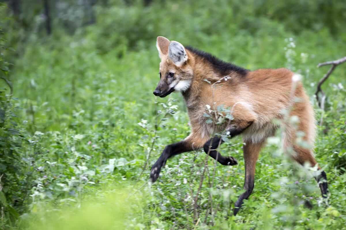 Maned wolf in the run