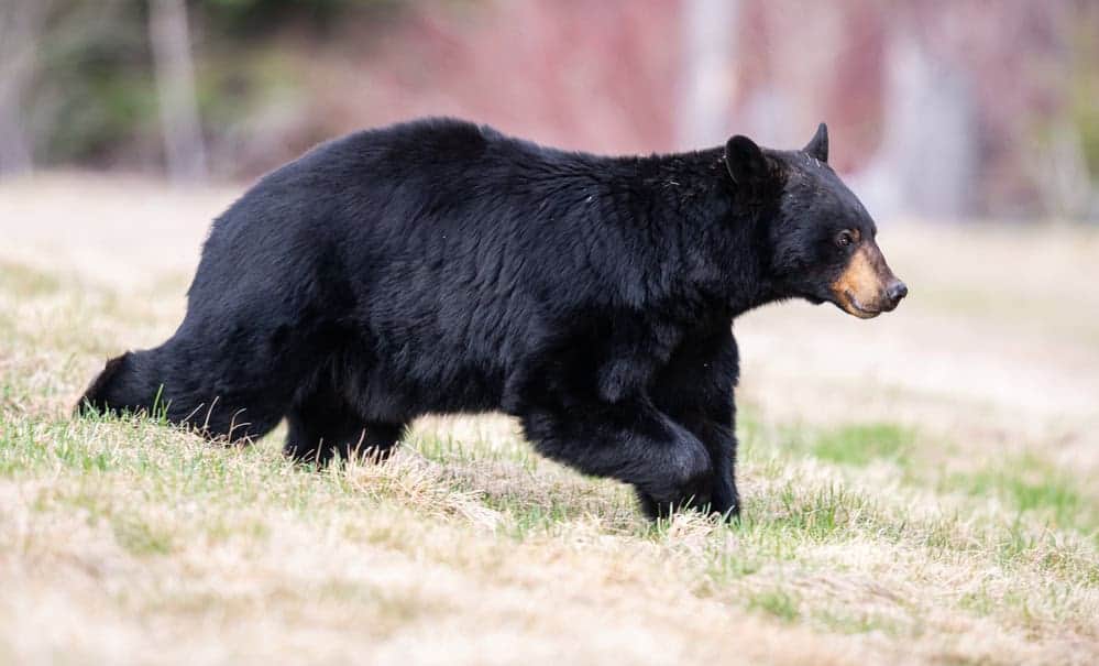 Black Bear