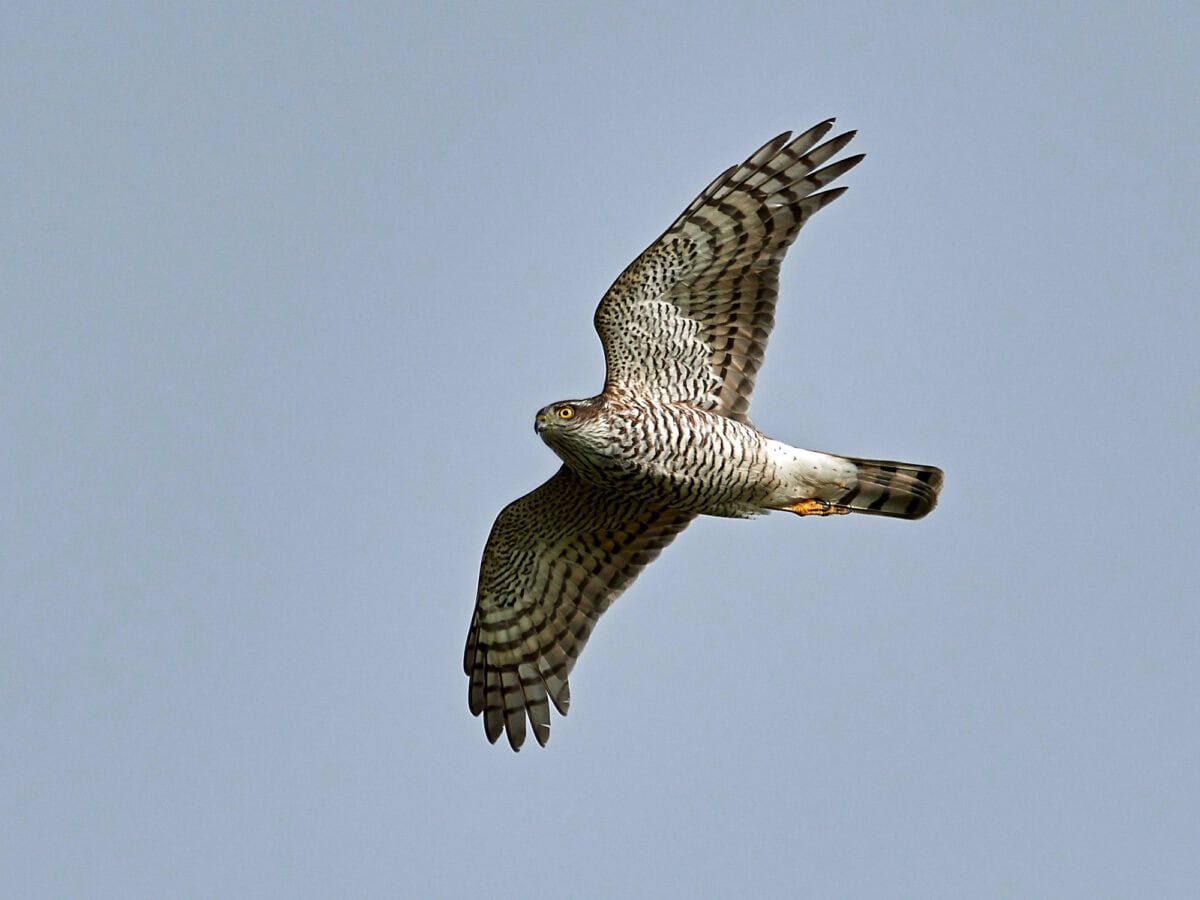 Eurasian sparrowhawk in flight with blue skies in the background — 