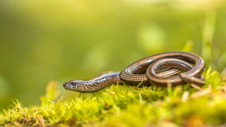 Why A Snake In Your Garden Is A Good Sign