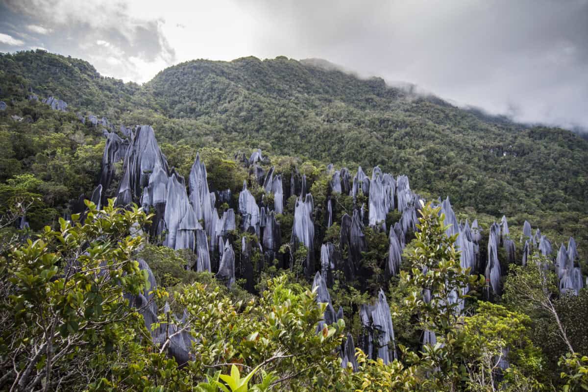 Pinnacles in Gunung Mulu National Park