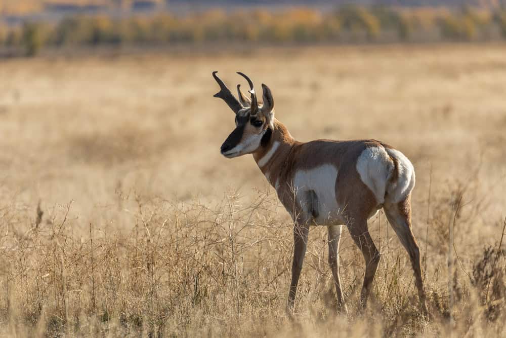 A pronghorn antelope buck in Wyoming in autumn