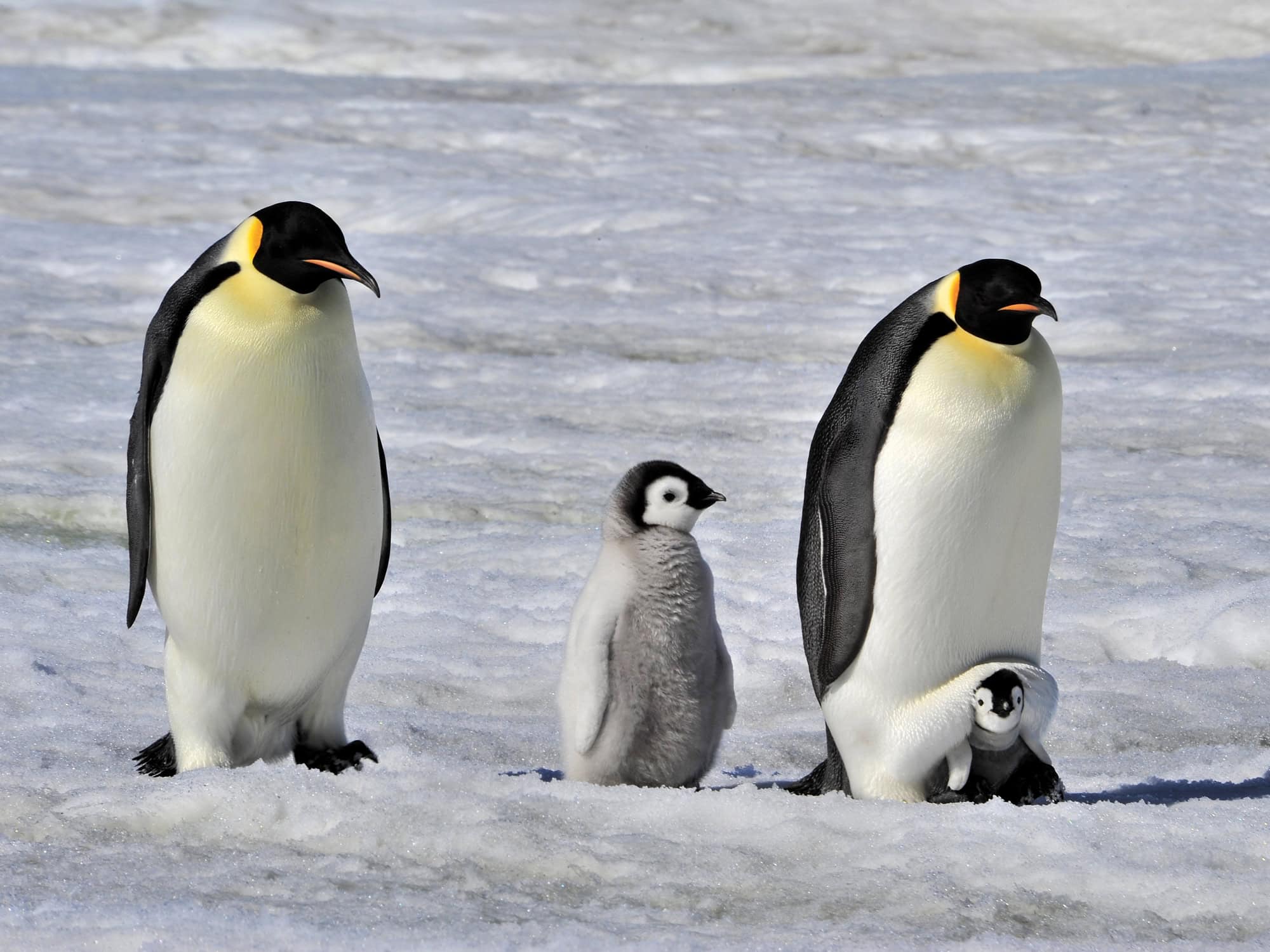 Emperor Penguin