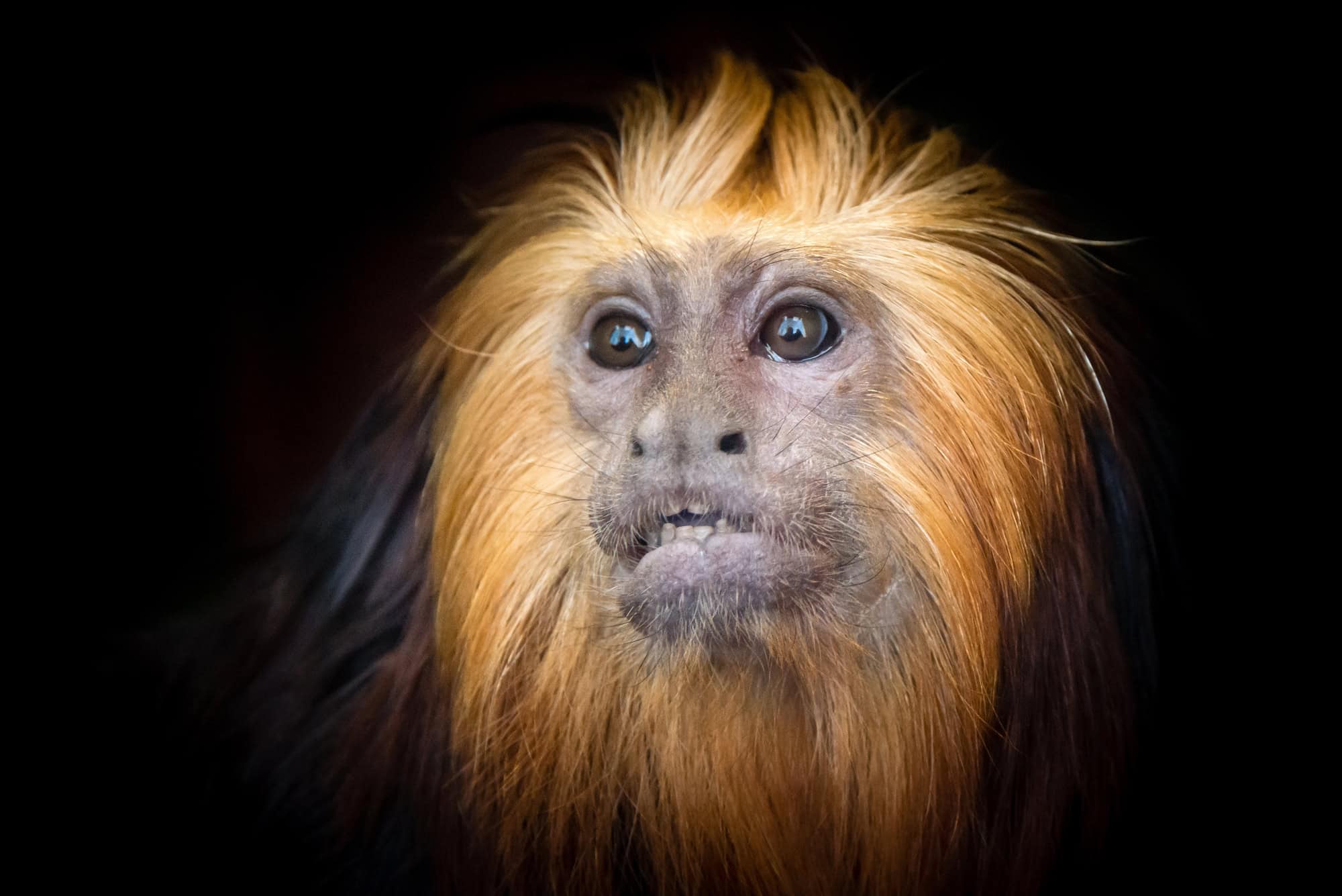 Gibbon