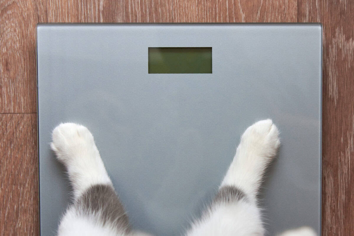pet paws on scale