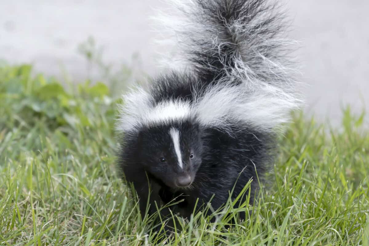 Skunk Scent