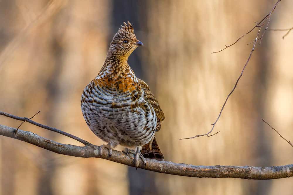 Ruffed Grouse perched on a bare tree limb