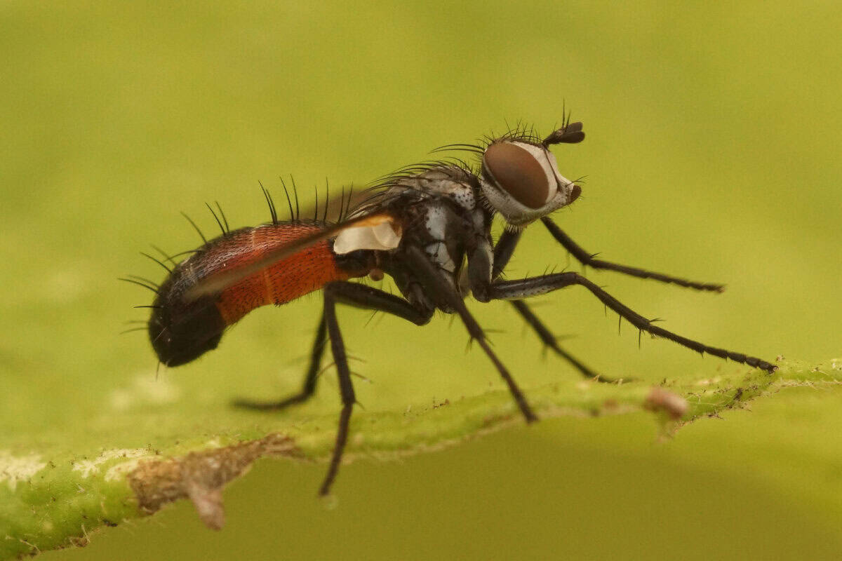 Close up of tachinid fly Cylindromyia brassicaria on green background.