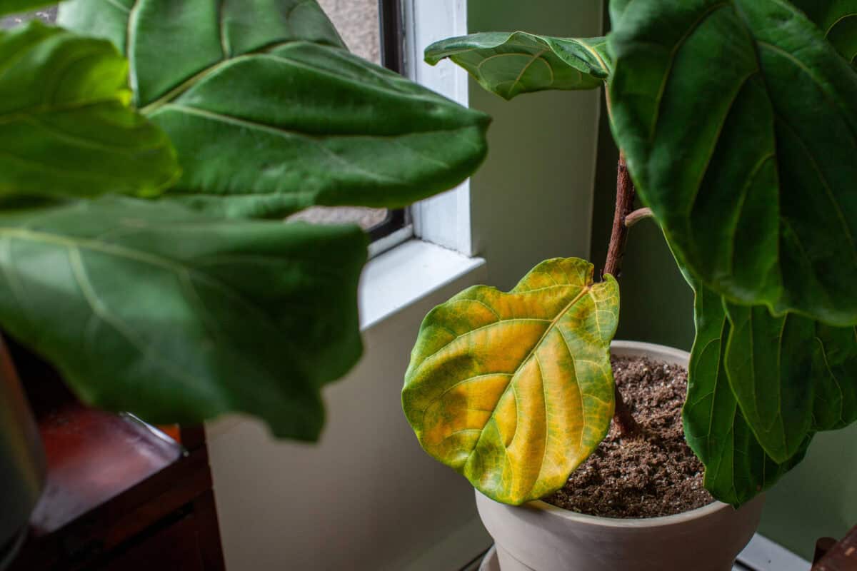Fiddle Leaf Fig