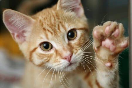 10 Myths About Cats Debunked by Science