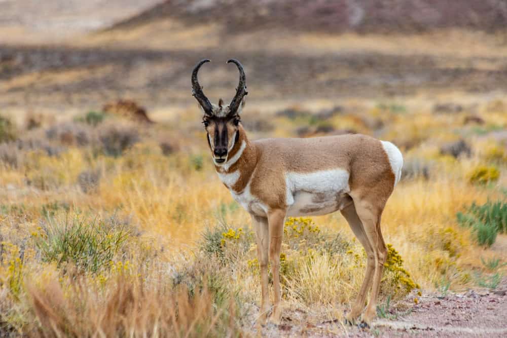 Majestic Old Pronghorn Buck in Eastern Nevada