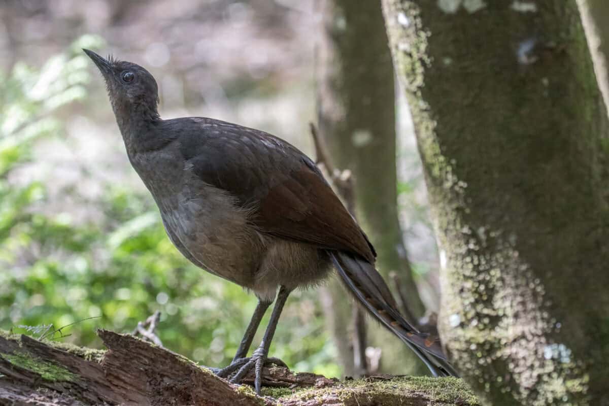 Superb Lyrebird resting on a rainforest log