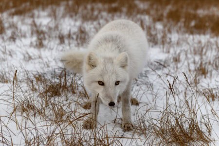 How Weather Events Affect the Feeding Habits of Carnivores