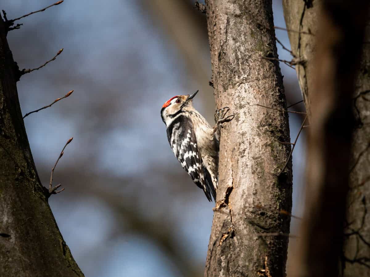 Lesser Bird