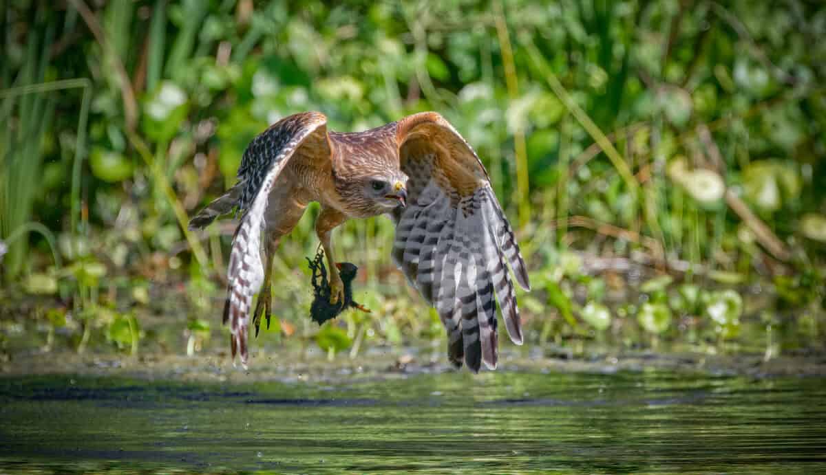 Red-shouldered Hawk