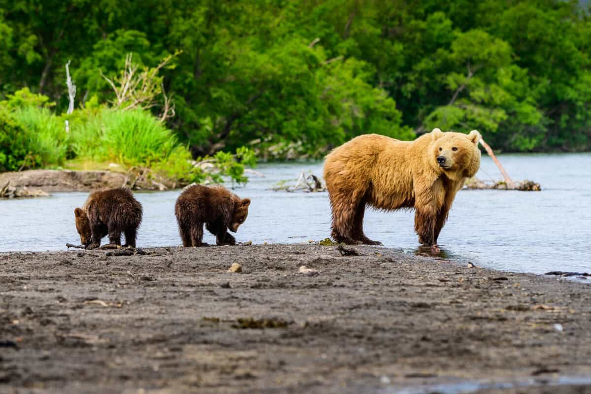 Ruling the landscape, brown bears of Kamchatka (Ursus arctos beringianus) —
