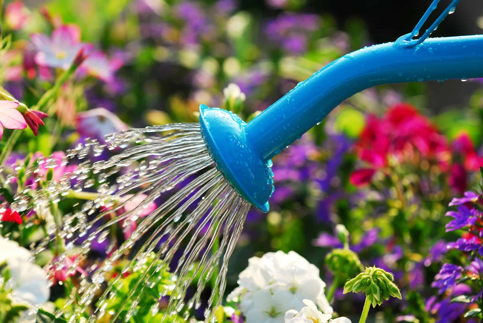 Thriving Garden