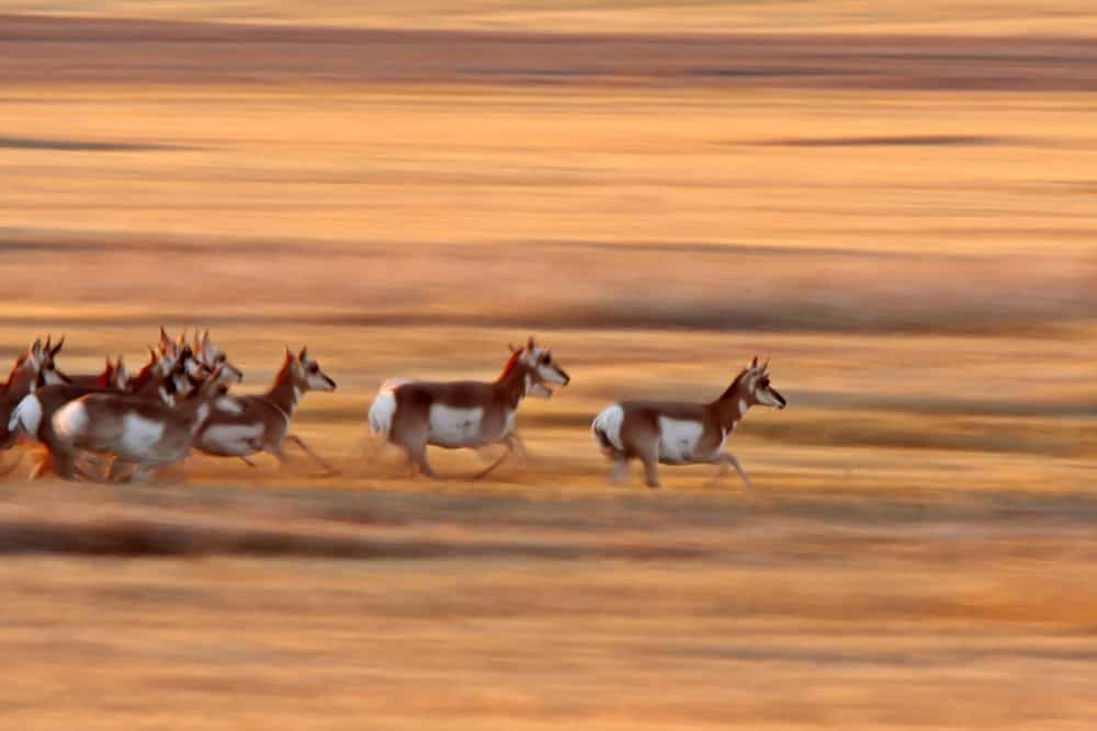 Pronghorn Antelope running through Saskatchewan field