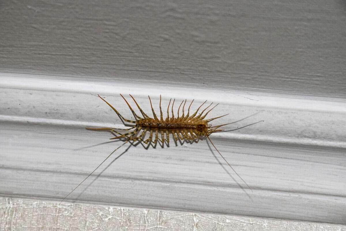 House Centipedes