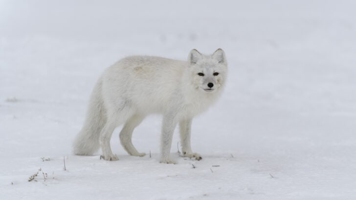 How Cold Snaps Challenge Arctic Animals