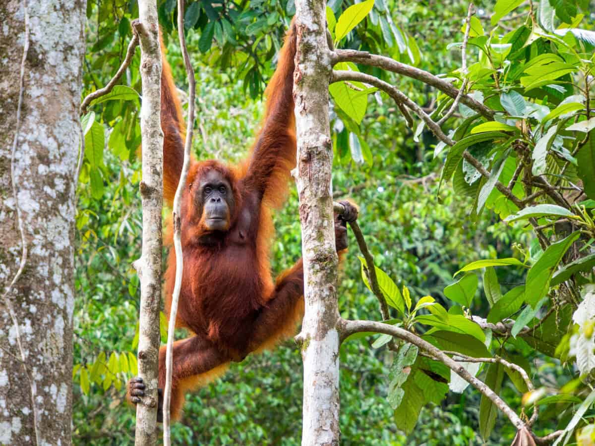 Semenggoh Nature Reserve