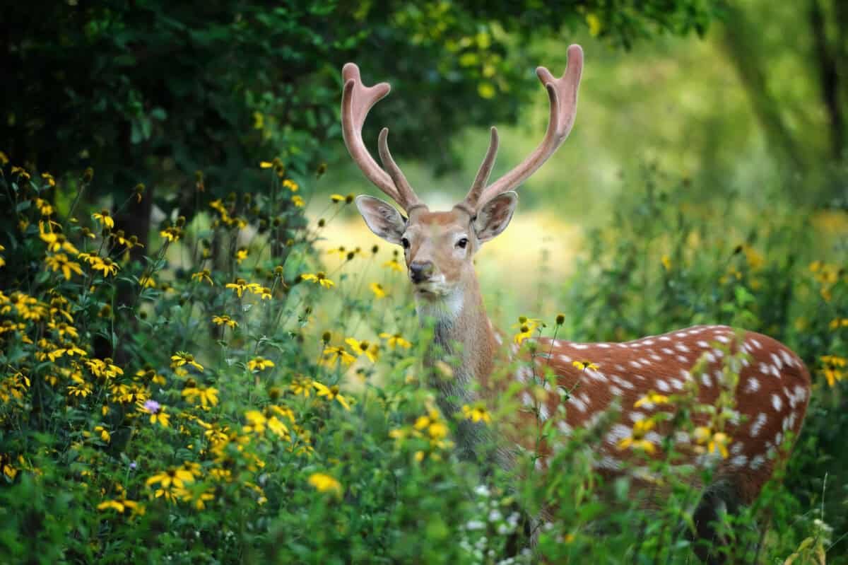 Whitetail deer