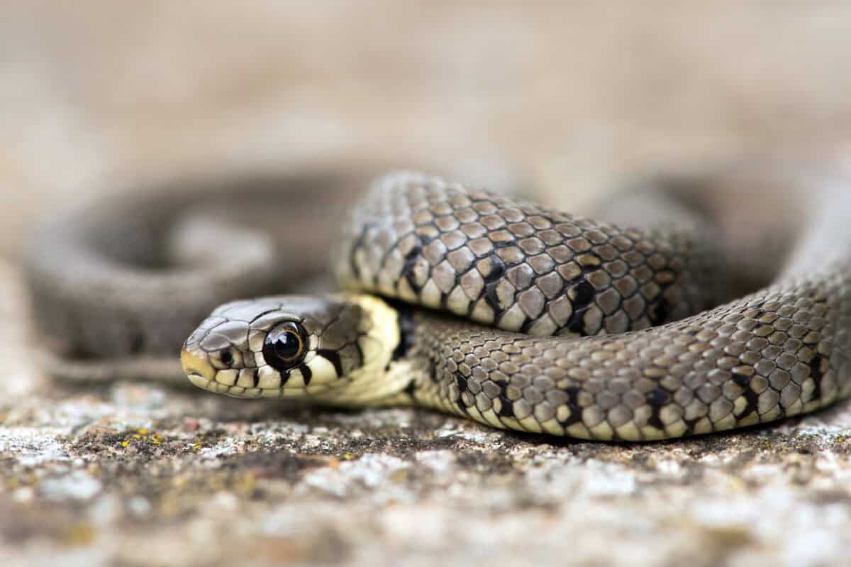 grass snake