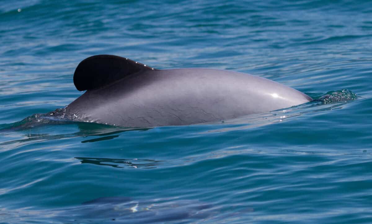 A closeup shot of a beautiful dolphin swimming in the blue sea