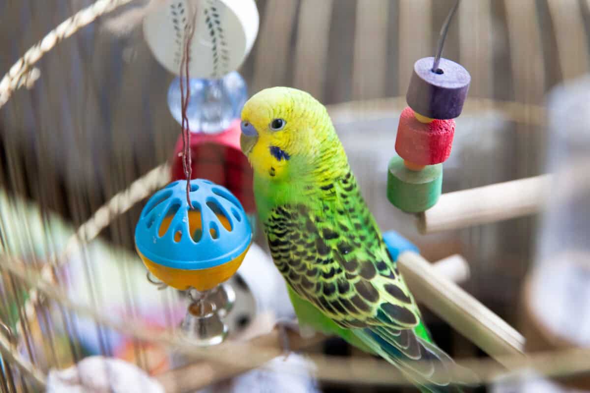 A green wavy parrot sits in a cage. Green parrot pet. 