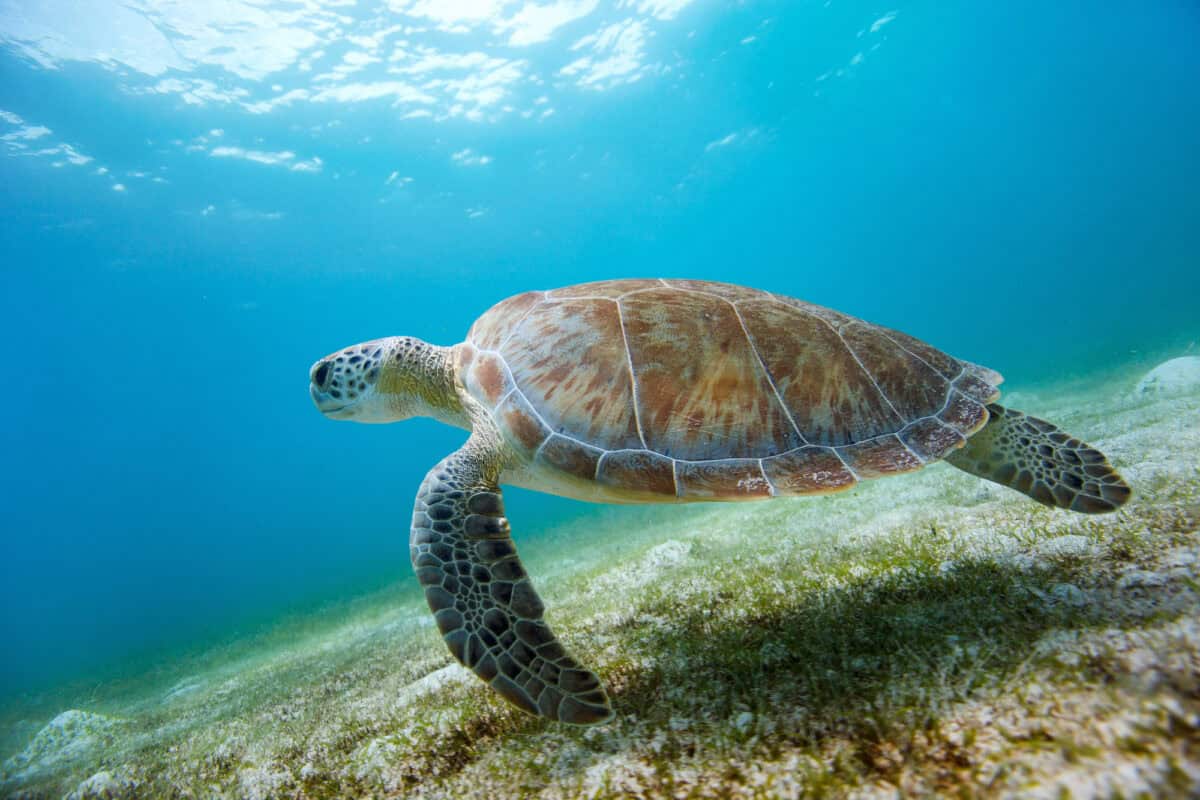 Hawksbill Turtles,