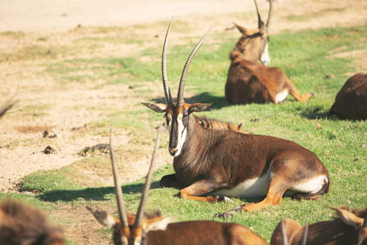 A view of several sable antelope, seen at a local city zoo.
