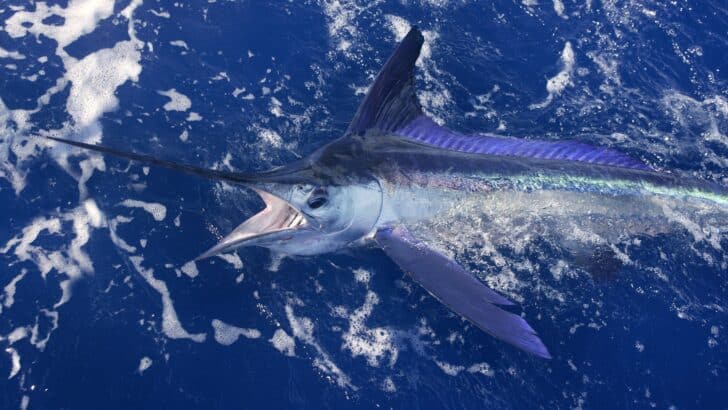 The Fastest Swimmer in the Ocean Puts Sharks to Shame