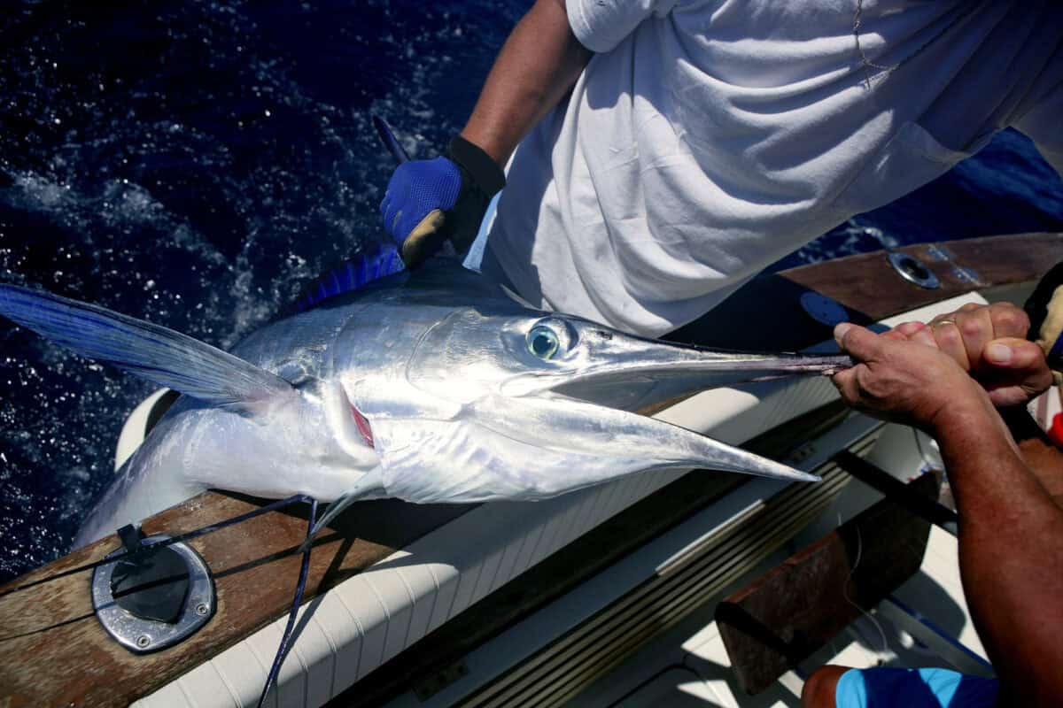 Billfish white Marlin catch and release on boat.
