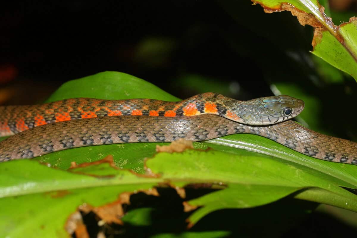 The triangle keelback snake