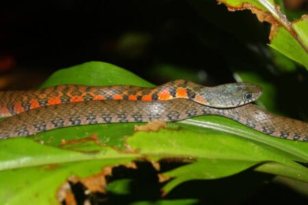 10 Insane Facts about Yellowstones Largest Snake