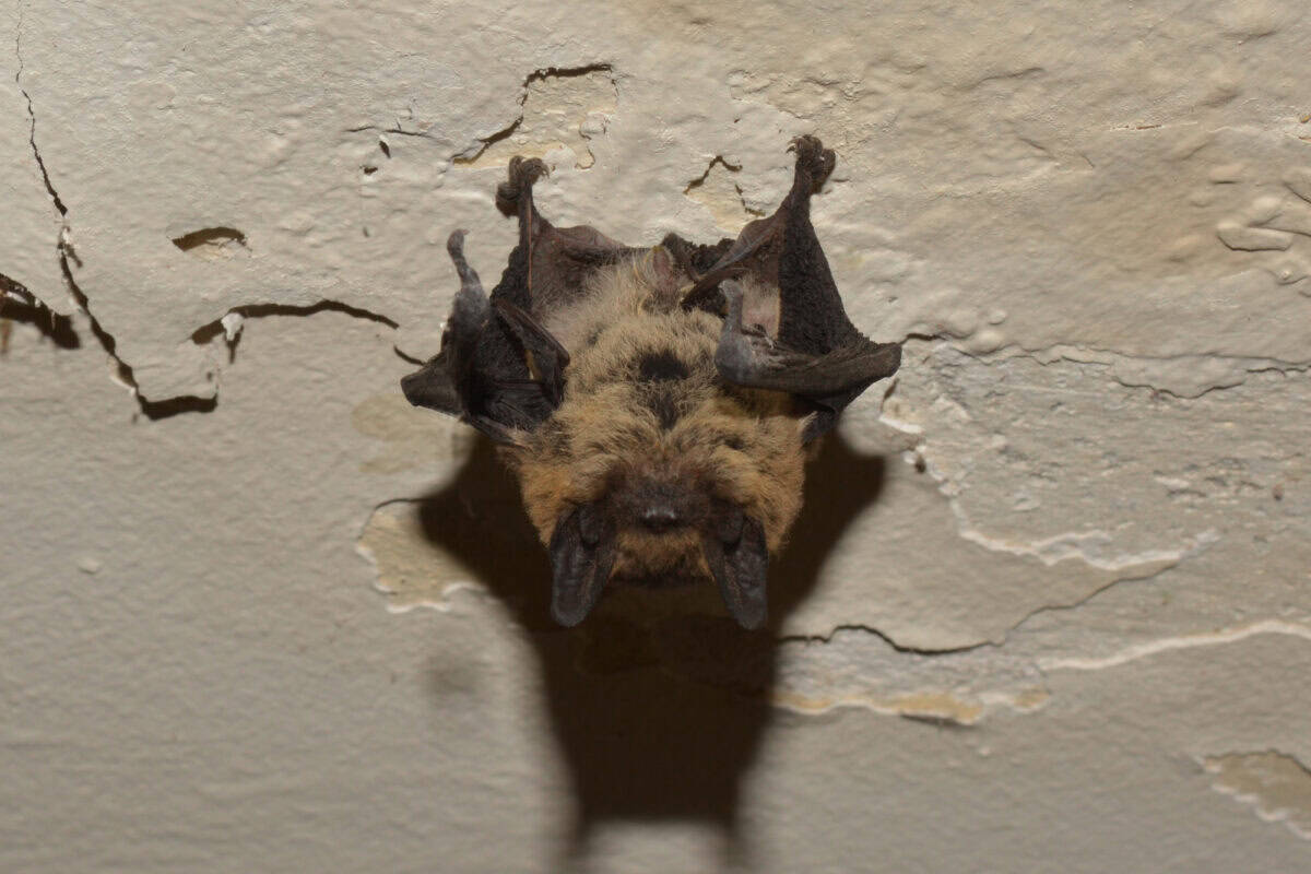 Common Pipistrelle