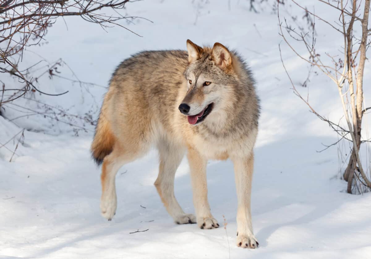 Timber Wolf in Winter 