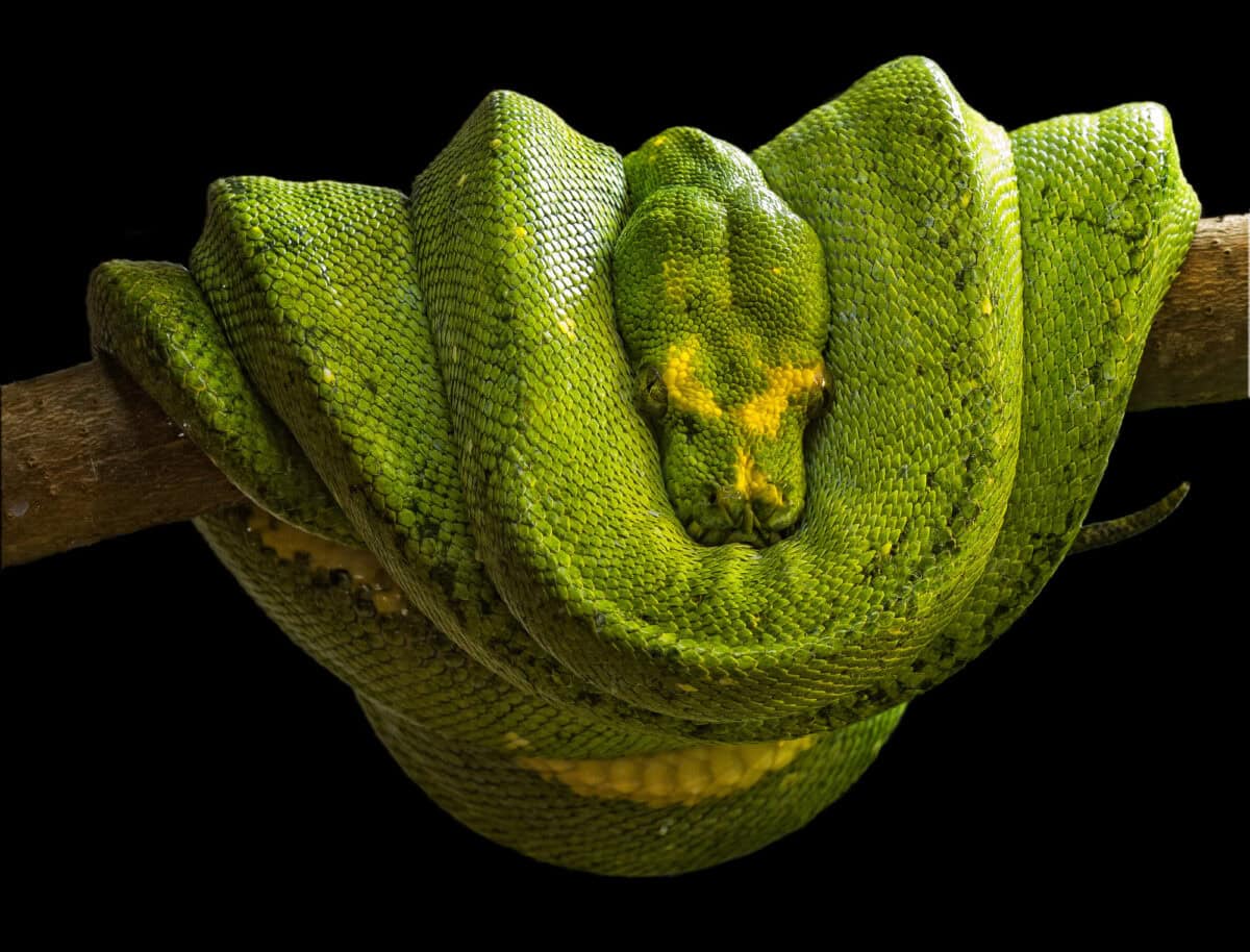Emerald boa (Corallus caninus) is a non-venomous boa species that inhabits the tropical rainforests of South America. There is no currently recognized subspecies.