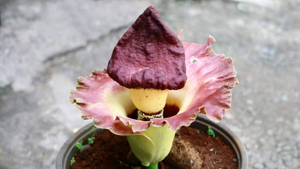 Titan Arum