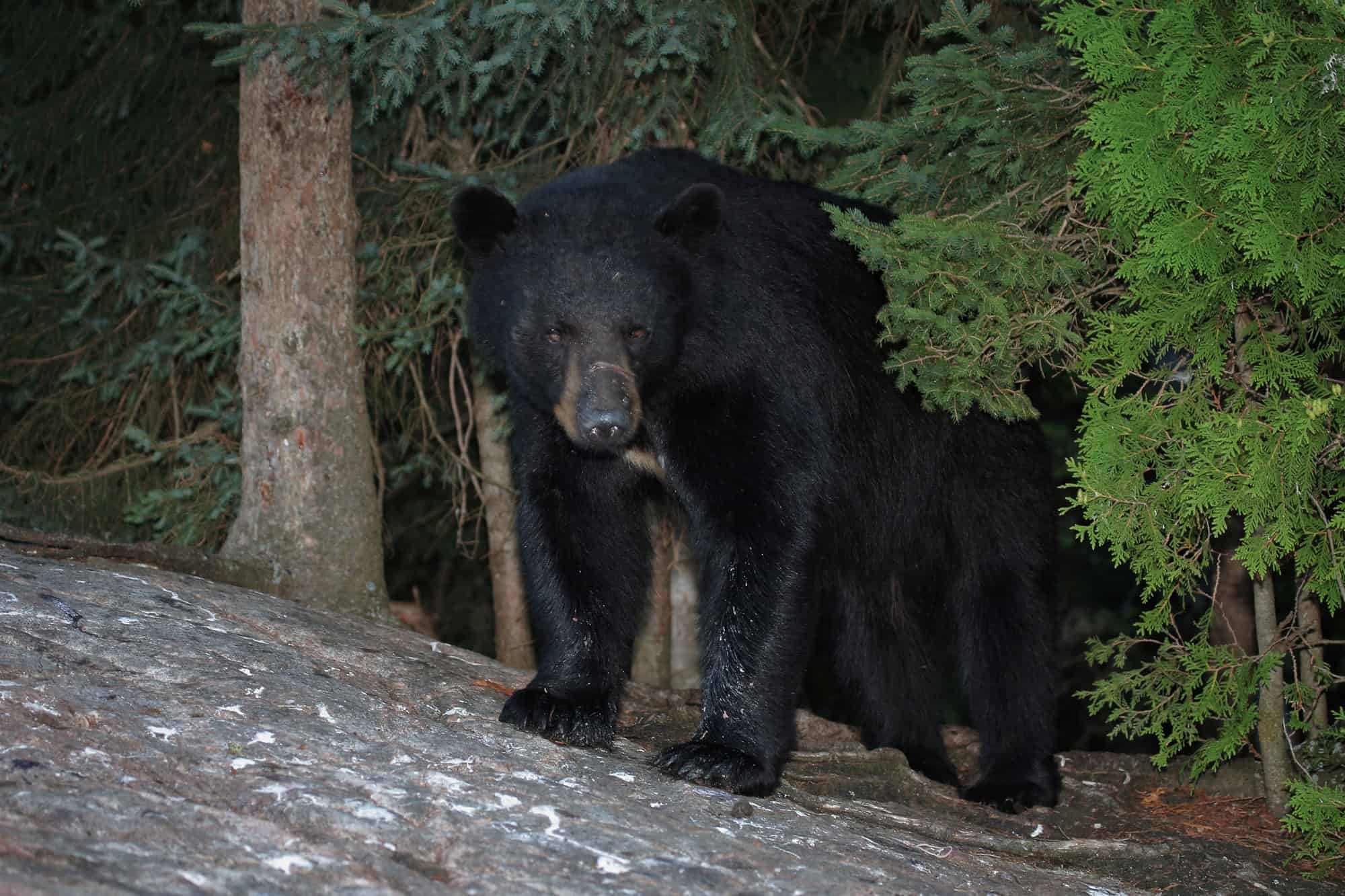 Black Bear