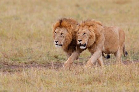Why the African Lion is One of the Most Dangerous Predators