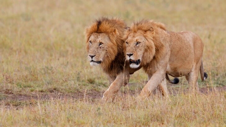 Lions of Tanzania Are Losing the Land Beneath Their Paws